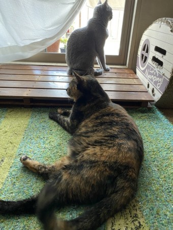 うちのにゃんさん達.1